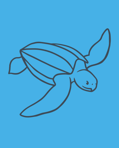 leatherback illustration